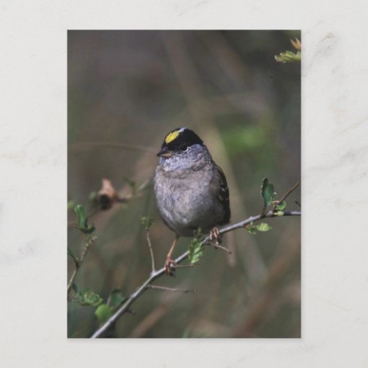 Golden crowed Sparrow Briefkaart (Voorkant)