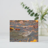 Golden crowed Sparrow Briefkaart (Staand voorkant)