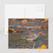 Golden crowed Sparrow Briefkaart (Voorkant / Achterkant)