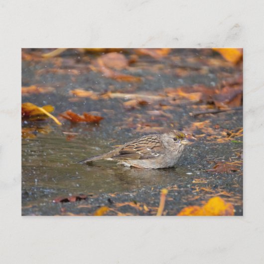 Golden crowed Sparrow Briefkaart (Voorkant)