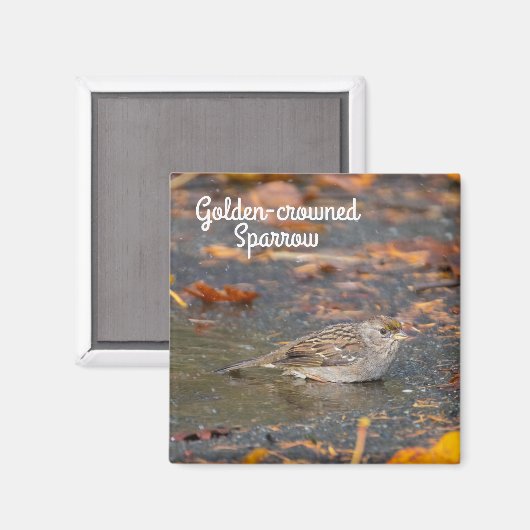 Golden crowed Sparrow Magneet (Voorkant / Achterkant)