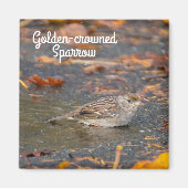 Golden crowed Sparrow Magneet (Voorkant)
