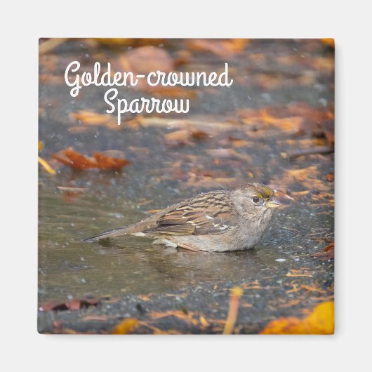 Golden crowed Sparrow Magneet (Voorkant)