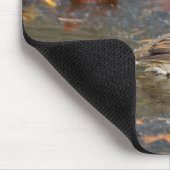 Golden crowed Sparrow Muismat (Hoek)