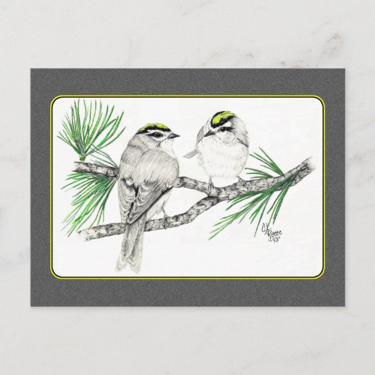 Golden Crowned Kinglet Briefkaart 2 in potlood (Voorkant)