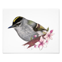 Golden-Crowned Kinglet