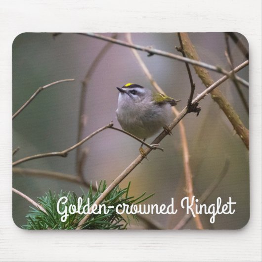 Golden-Crowned Kinglet Muismat (Voorkant)