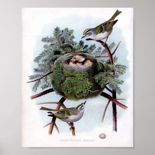 Golden Crowned Kinglet Poster (Voorkant)