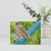 Golden Crowned Sparrow Briefkaart (Staand voorkant)