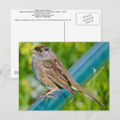 Golden Crowned Sparrow Briefkaart (Voorkant / Achterkant)