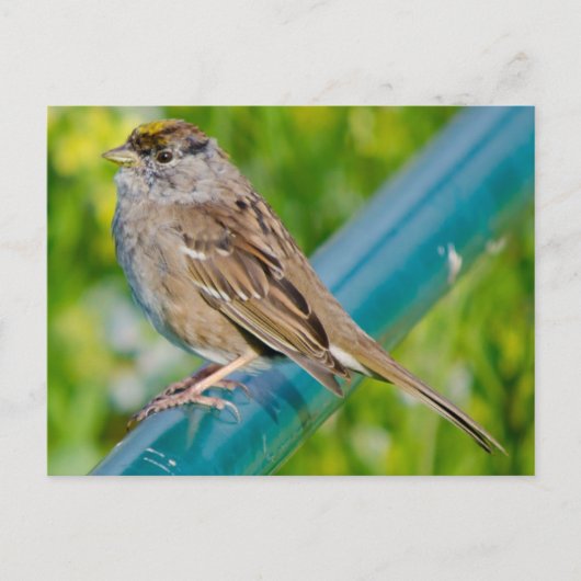 Golden Crowned Sparrow Briefkaart (Voorkant)