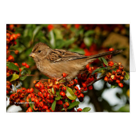 Golden-Crowned Sparrow op de Scarlet Firethorn
