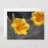 Golden Daffodil Briefkaart (Voorkant / Achterkant)