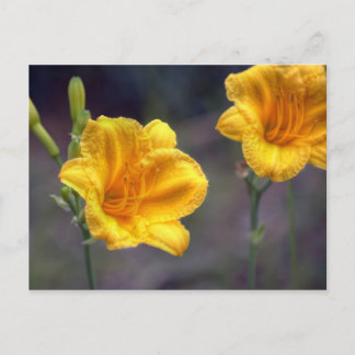 Golden Daffodil Briefkaart