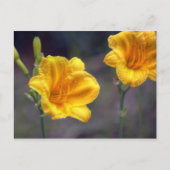 Golden Daffodil Briefkaart (Voorkant)