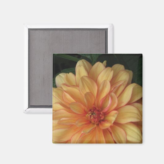 Golden Dahlia Magnets Magneet (Voorkant / Achterkant)