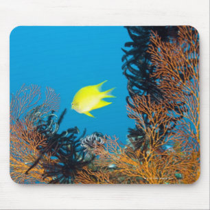 Golden Damselfish (Amblyglyphidodon aureus) Muismat