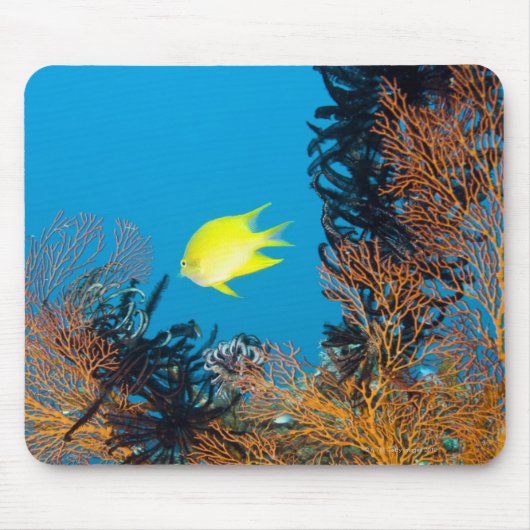 Golden Damselfish (Amblyglyphidodon aureus) Muismat (Voorkant)