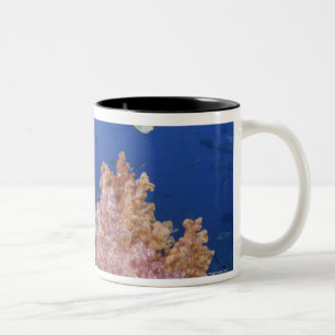 Golden Damselfish (Amblyglyphidodon aureus), Tweekleurige Koffiemok