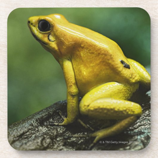 Golden Dart Frog Bier Onderzetter (Voorkant)