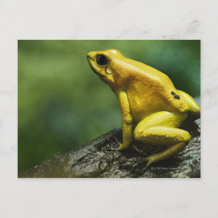 Golden Dart Frog Briefkaart