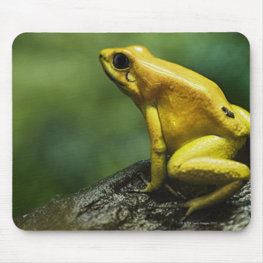 Golden Dart Frog Muismat (Voorkant)