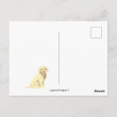 Golden Doodle Ansichtkaart Briefkaart (Achterkant)
