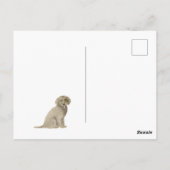 Golden Doodle Ansichtkaart Briefkaart (Achterkant)