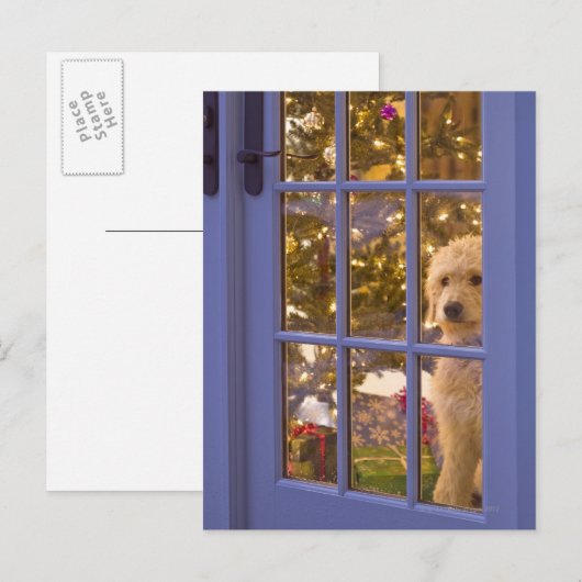 Golden Doodle pupil die een glazen deur uitkijkt m Briefkaart (Voorkant / Achterkant)