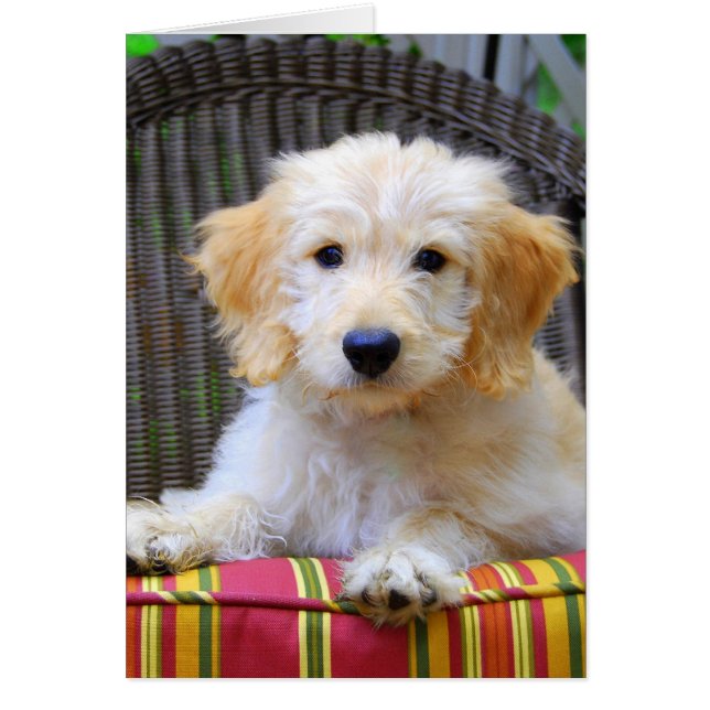 Golden Doodle Puppy (Voorkant)