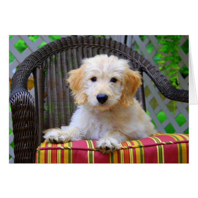 Golden Doodle Puppy (Voorkant Horizontaal)