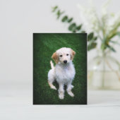 Golden Doodle Puppy Briefkaart (Staand voorkant)