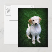Golden Doodle Puppy Briefkaart (Voorkant / Achterkant)