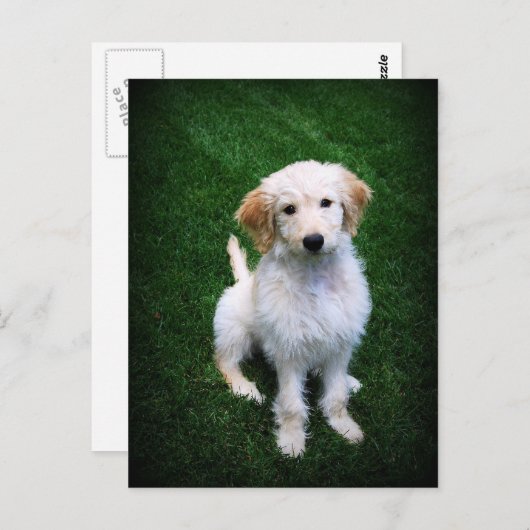 Golden Doodle Puppy Briefkaart (Voorkant / Achterkant)