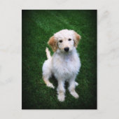Golden Doodle Puppy Briefkaart (Voorkant)