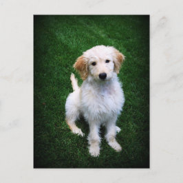 Golden Doodle Puppy Briefkaart