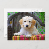 Golden Doodle Puppy Briefkaart (Voorkant / Achterkant)