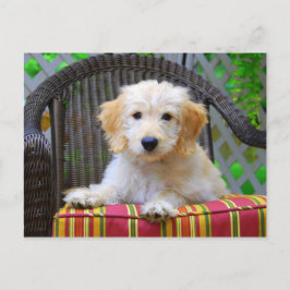 Golden Doodle Puppy Briefkaart