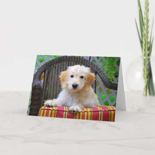 Golden Doodle Puppy Kaart (Voorkant)