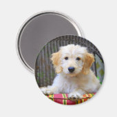 Golden Doodle Puppy Magnet (Voorkant / Achterkant)