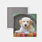 Golden Doodle Puppy Magnet (Voorkant / Achterkant)