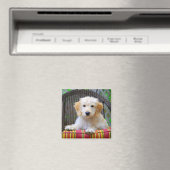 Golden Doodle Puppy Magnet (Insitu (Vaatwasser))