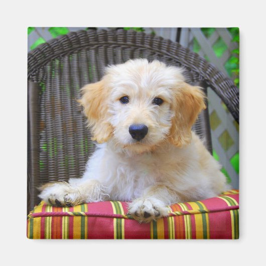 Golden Doodle Puppy Magnet (Voorkant)