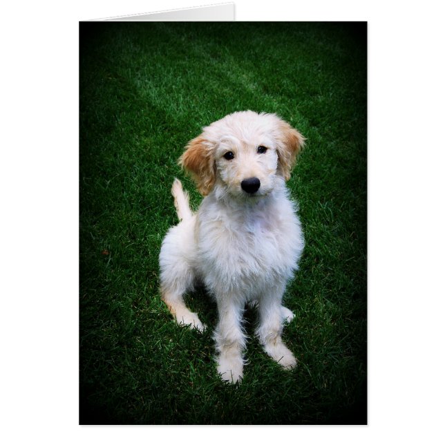 Golden Doodle Puppy op het gras (Voorkant)