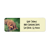 Golden Doodle Retouradreslabels Etiket (Voorkant)