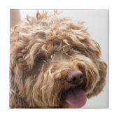 Golden doodle tegeltje (Voorkant)