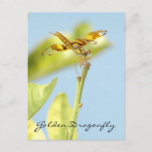 Golden dragonfly Briefkaart