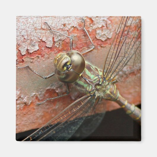 Golden Dragonfly Magnet (Voorkant)