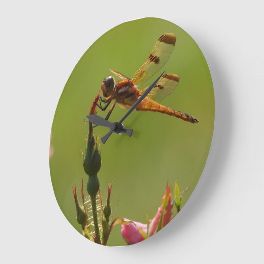Golden Dragonfly op groen Grote Klok (Hoek)