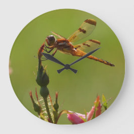 Golden Dragonfly op groen Grote Klok